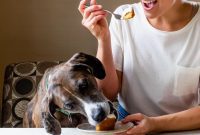 Pumpkin Cake for Pups & Their People
