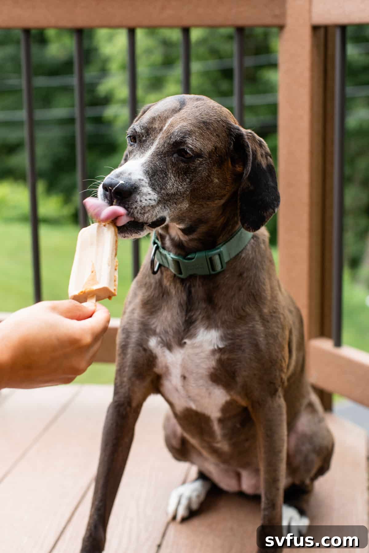 A happy dog licking a homemade banana peanut butter popsicle on a sunny day.