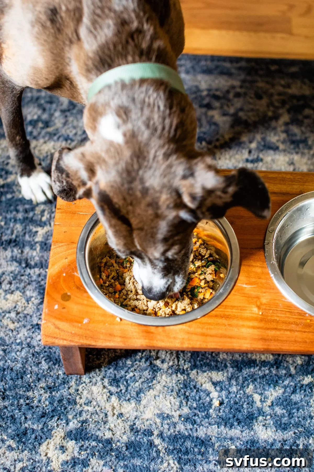 A happy dog eating homemade dog food out of a dog food bowl, demonstrating enjoyment.
