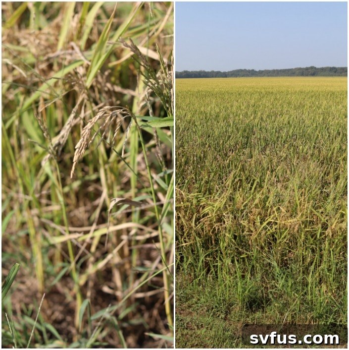 rice field