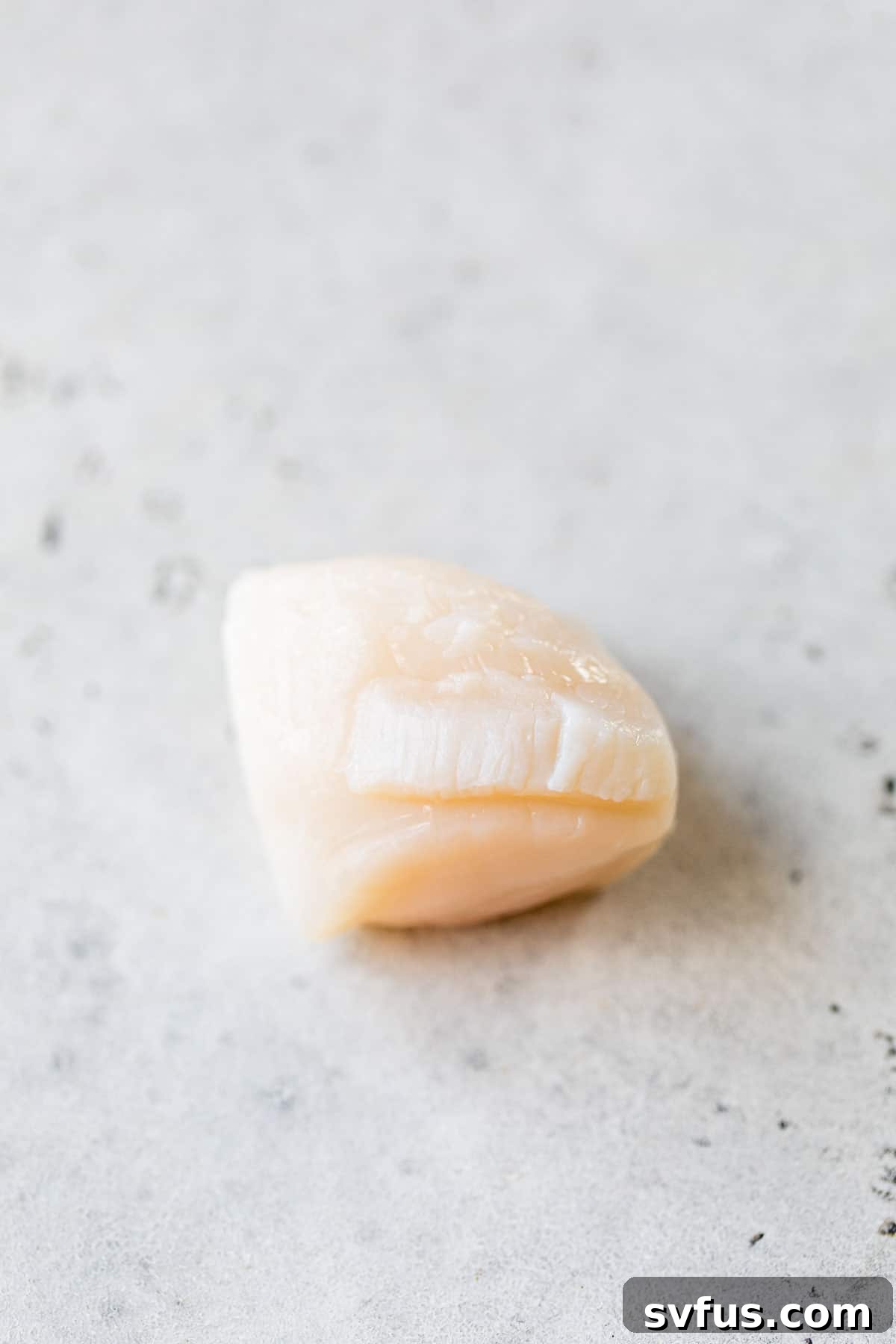 A single raw scallop on a table, illustrating the side muscle that needs to be removed before cooking.