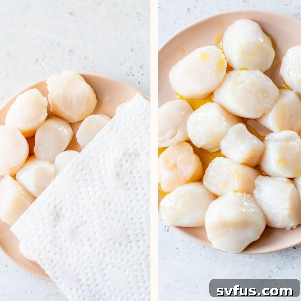 Fresh scallops arranged on a plate, being carefully patted dry with a paper towel to remove excess moisture.
