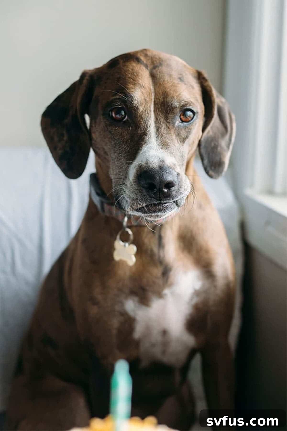 A small dog sitting on a chair, looking intently at the camera.