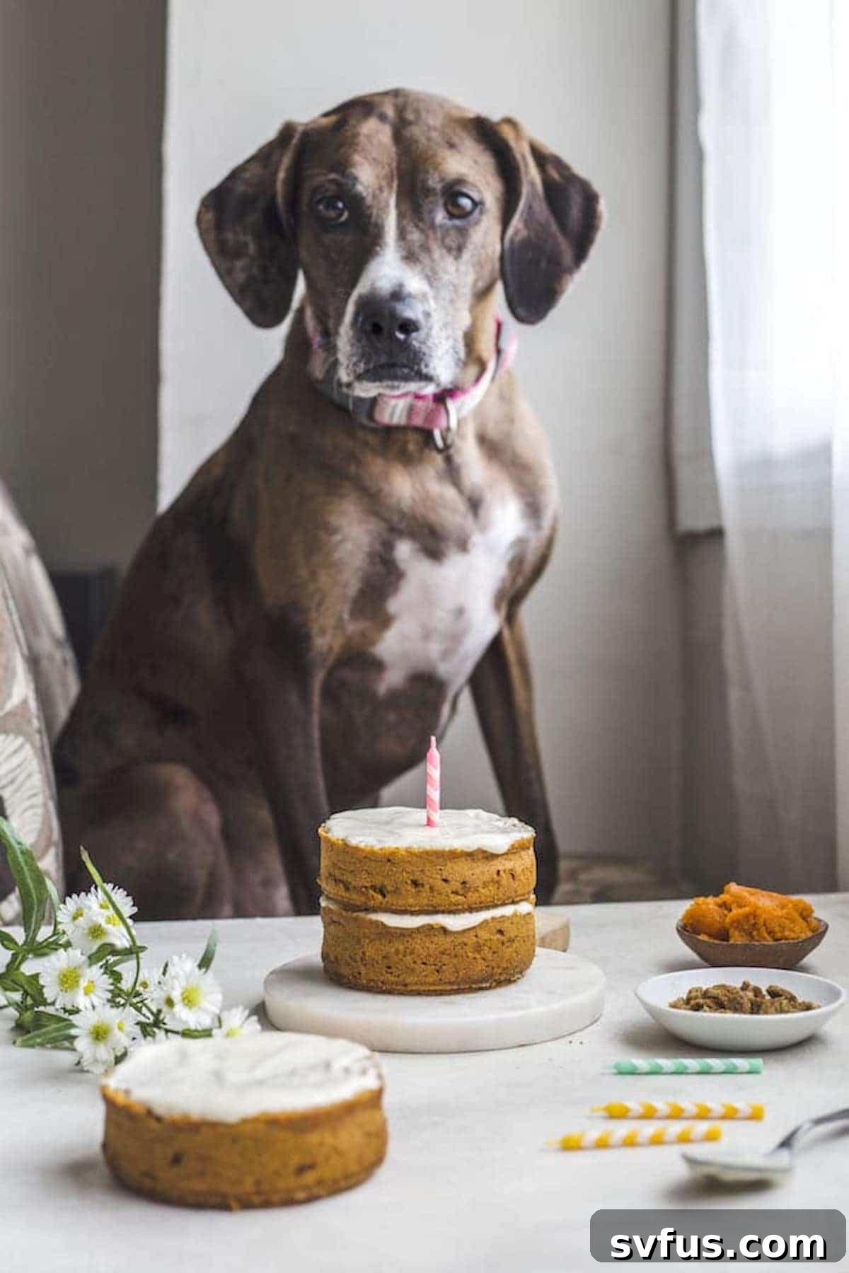 dog posing in front of a small cake with a candle